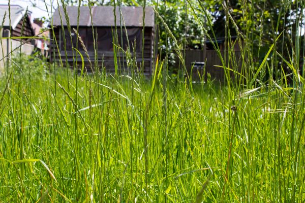 Overgrown Lawn Trimming in Panama City