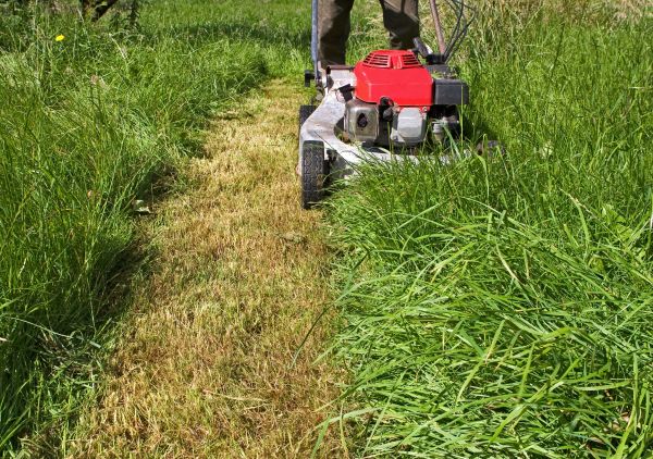 Leaf Mowing in Panama City